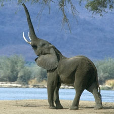 elefant